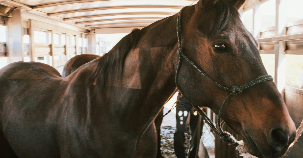 3 Keys to a Smoother Ride in Your Horse Trailer